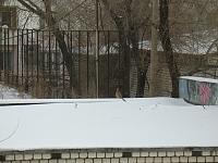 Незваная гостья